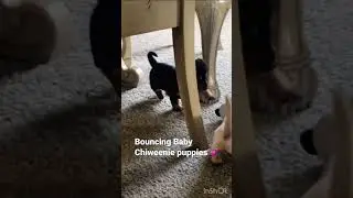 Bouncing baby Chiweenie's💕❤️💕❤️
