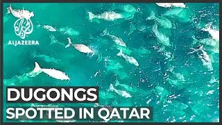 Dugong discovery: Large population found off Qatar
