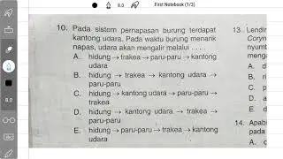 pada sistem pernapasan burung terdapat kantung udara. pada waktu burung menarik napas, udara akan