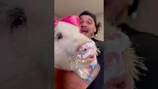 Def lip lickin&rsquo; approved by my lil&rsquo; pig-ster, Daisy! 🤣🐽❤️ #animalshorts #animalhumor #funny #vegan