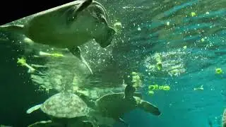 Turle & Fishes Encounter @ Ocean Park San Diego 2025