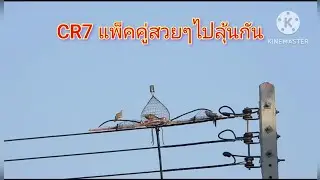 #ต่อนกเขาชวา EP560 CR7แพ็คคู่สวยๆ #นกเขาใหญ่ต่อดิน #นกเขาใหญ่ต่อเพนียด #ต่อนกเขาใหญ่ #ต่อนกเขา