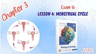 CHAPTER 3 | Lesson 4 | ELMARGE3 | Menstrual cycle  | Exam 16