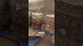 Максим выращивает грибы в БУТЫЛКАХ🤯🏠🍄