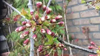 Cherry  bloesem spring 2021