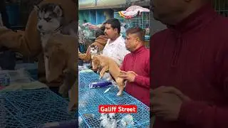 galiff street pet market | dog market Kolkata #shroud #dog #petmarket #galiffstreet