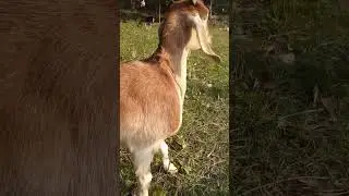 Funny Angry goats attacking people #Goats #Angry, #CuteAnimals Goat Eating, #amazing #shorts