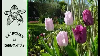 My 500+ Tulips In Bloom