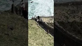 Турбо кот
