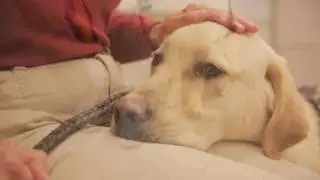 Guide Dog Foundation and America's VetDogs Introduction 2016