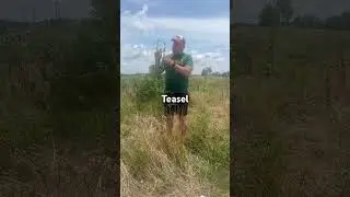 Herb Walk - Teasel Part 1