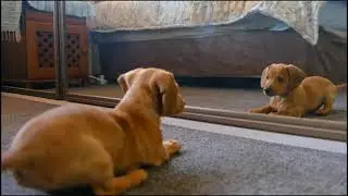 Small Dog in front of  Mirror 2021 | जब कुत्ता आईने के सामने आया |
