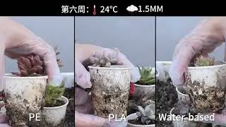 Paper Cup EXPOSED: This is What Happens in 3 Months (PE vs. PLA vs. Water-Based)