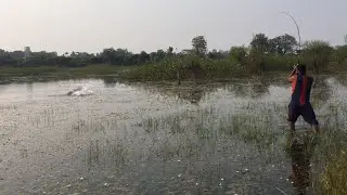 Incredible big snake head fishing | amazing catch snake head| village adventures with Qiyaamoddin