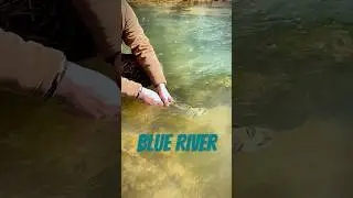 Trout fishing on the blue river #sonya7iii #fishingvideo #flyfishing #fishing