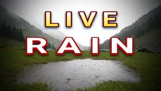The Powerful Sound of Rain in a Tropical Forest