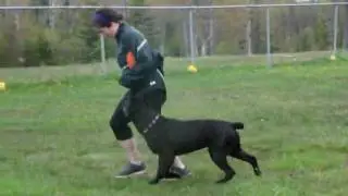 Kano's offlead heel and frisbee