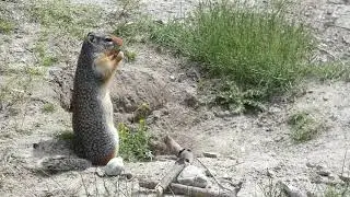 Columbian ground squirrel