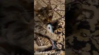 Barsik and fish #cats #shorts