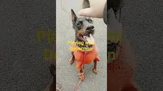 Старое пальто, новая зима #dogshorts #doglife #wepushback