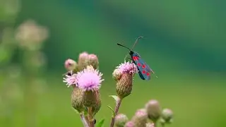 Dotted Moth on Thistle Bloom
