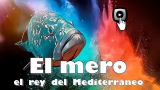 The King of the Mediterranean: The grouper