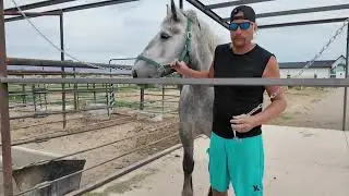 How many Percheron draft horses is too many?