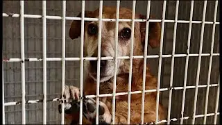 Lost Dog Needs a Second Chance