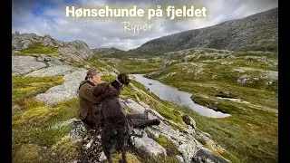 Hønsehunde på fjeldet - Ryper