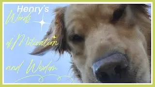 A few tips on having a good day from Henry, the talking golden retriever and his crew!