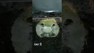 Kiwi Slice in Soil Time Lapse