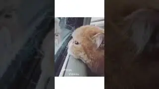 A Couple of Clips with Cute Cats 😹😻 #shorts