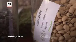 Climate change and counterfeit seeds challenge Kenya's efforts to improve food security