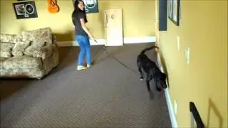 ACES personal detection canine: K9 Lucky