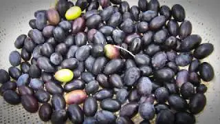 Joe Dolce's Home-made Salt-cured Olives