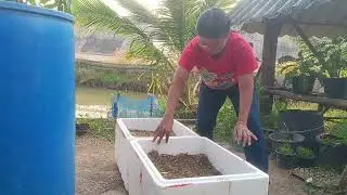 ปลูกผักกาดผักบุ้งด้วยกล่องโฟม#ผักกาด#ผักบุ้ง#growvegetables