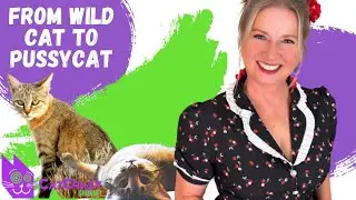 How House Cats Went From Wild Predators To Cuddly Pets!