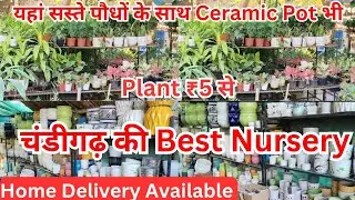 Plant 🌵 Nursary Visit | |March Nursary Visit। | Summer Flower Plants | चंडीगढ़ की Best Nursery ||