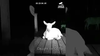 &ldquo;Real Paranormal CCTV Videos 🌙 | Caught on Night Camera&rdquo; #cctvcamera #animals #securitycamera