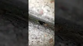 Cricket up close when chirping part 2