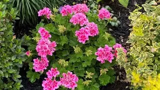 Blooming Non Stop for A Geranium From Last Year - July 9