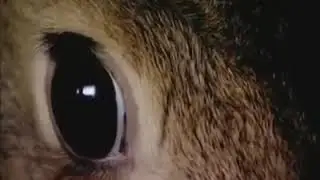 La vida del conejo salvaje