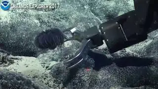 Okeanos Explorer Video Bite: Anemone Escapes ROV Claw