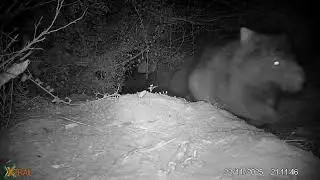 Mother wombat treated for mange via a flap, while her joey does zoomies!