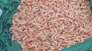 Malpe Harbour # Fish 🐟 Auction Prawns #