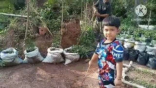 ปลูกทำค้างเปปิโนเมล่อน