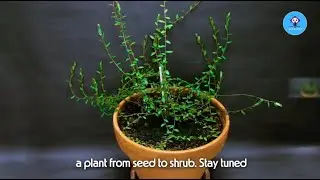 Grow Cranberries at Home A Simple Guide