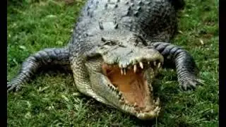 Loss of crocodiles and alligators would have 'devastating ecological consequences' conservationist