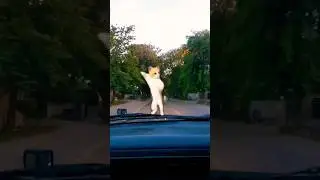 Adorable Dashboard Cats gone Wild #adorable #dashboard #cat #cutecats