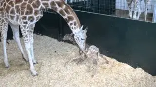 Baby Giraffe First Time Standing